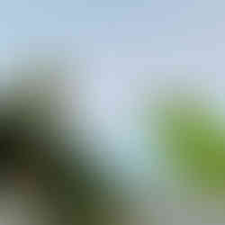 tropical trees over a wall