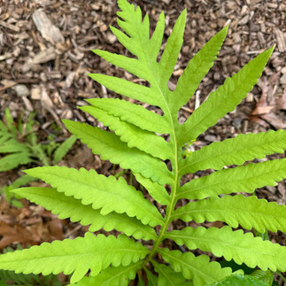 fern leaf