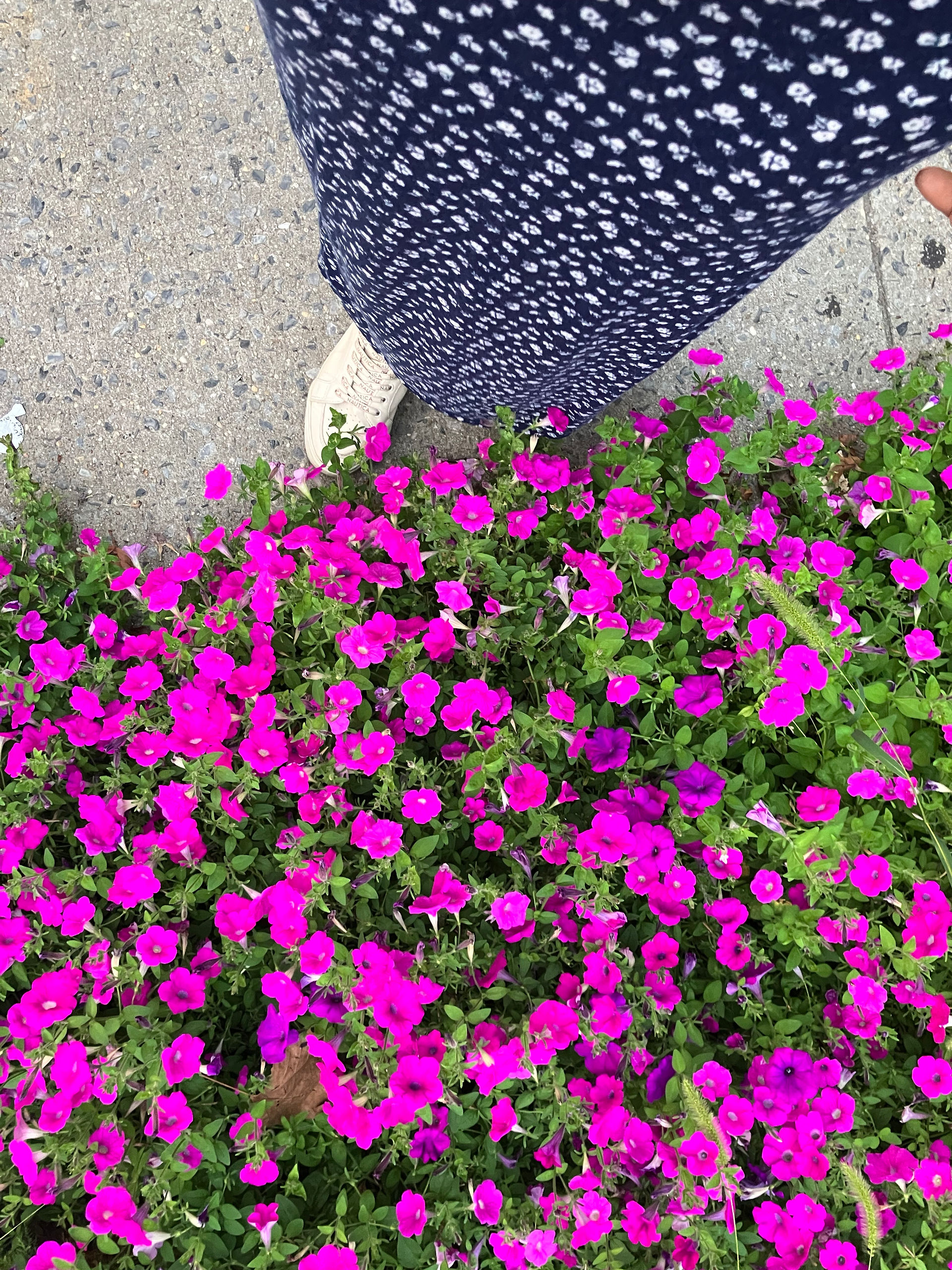 looking downward at pink flowers