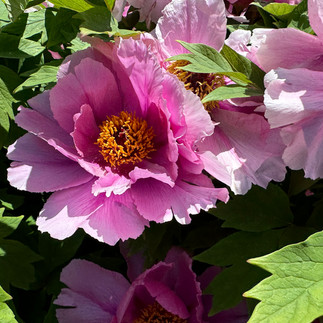 pink flowers close up