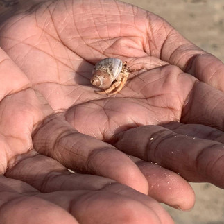 hermit crab in hands