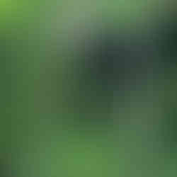 a tree trunk bends an iron fence