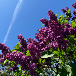 purple butterfly bush flowers