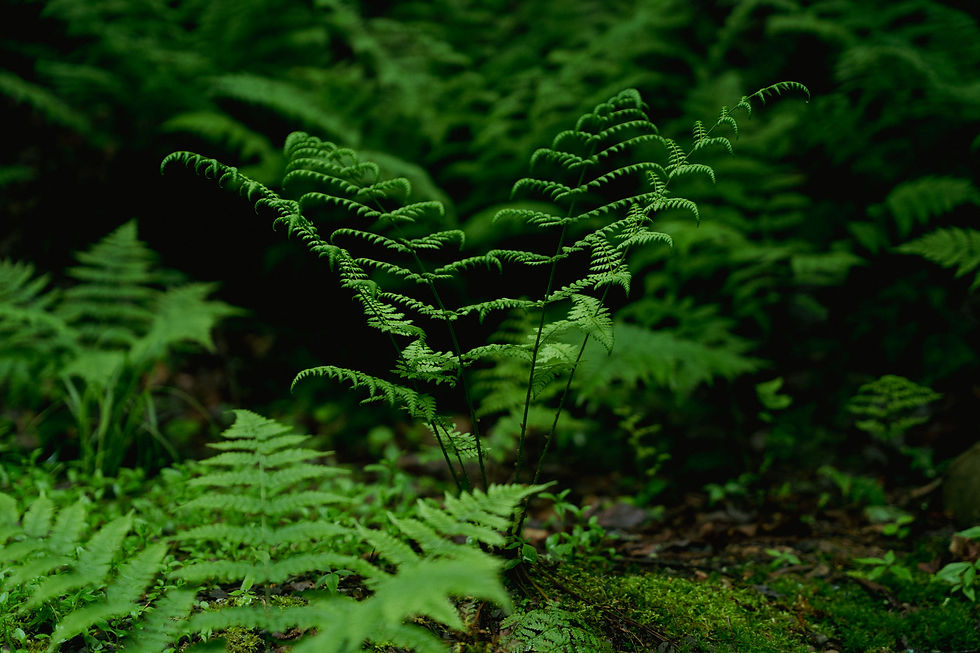 a close up of baby fern