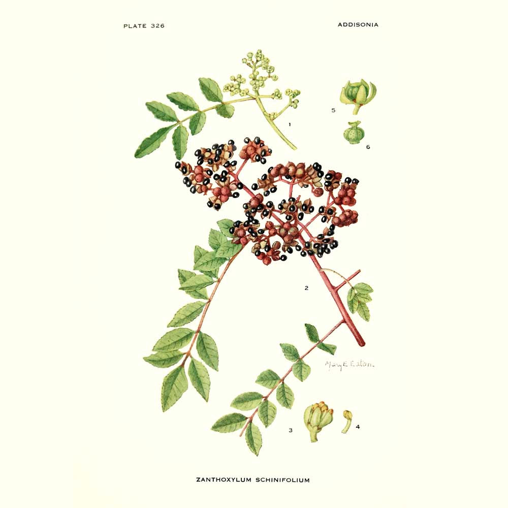 Poivre du Timut (ou zanthoxylum armatum)