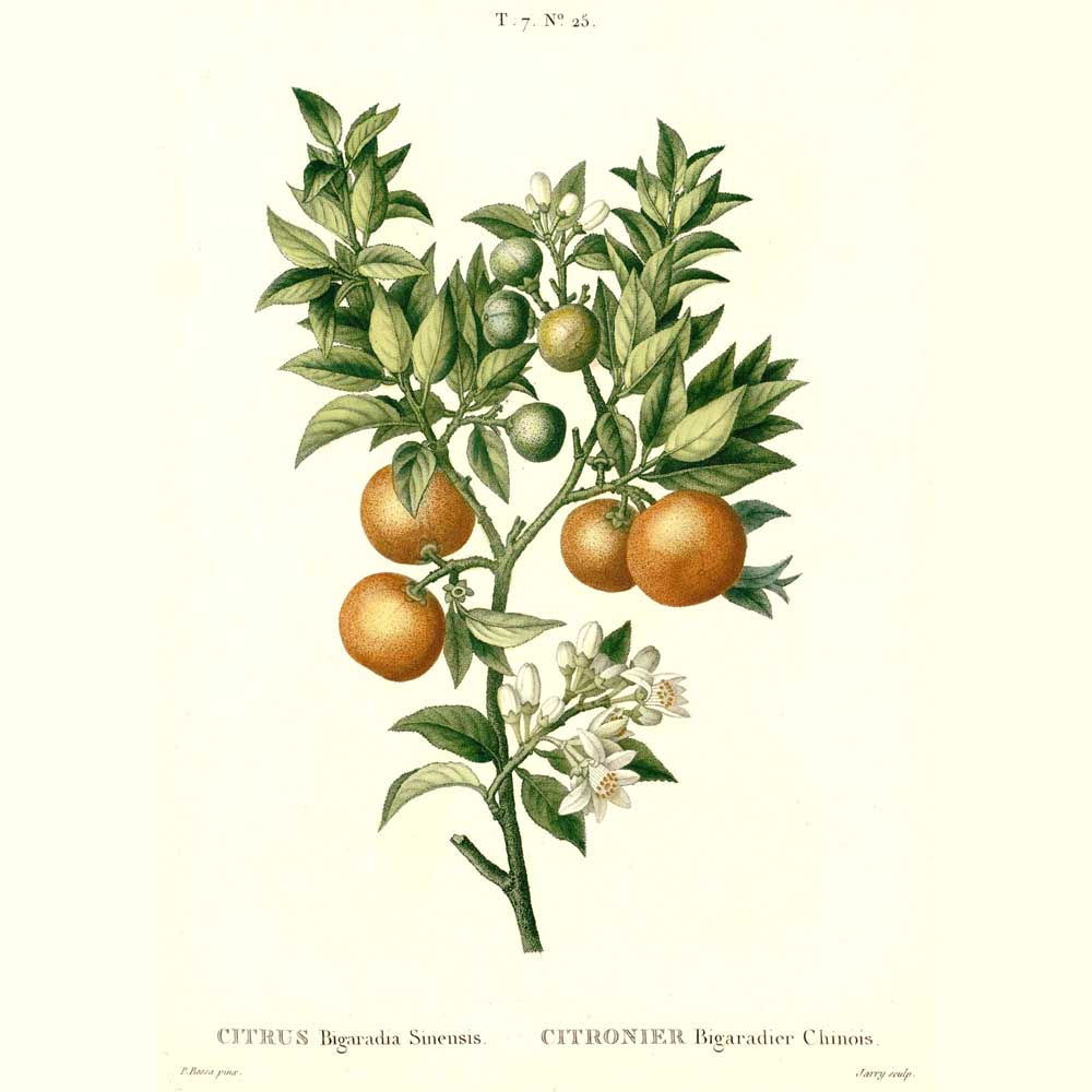 Petit grain bigarade