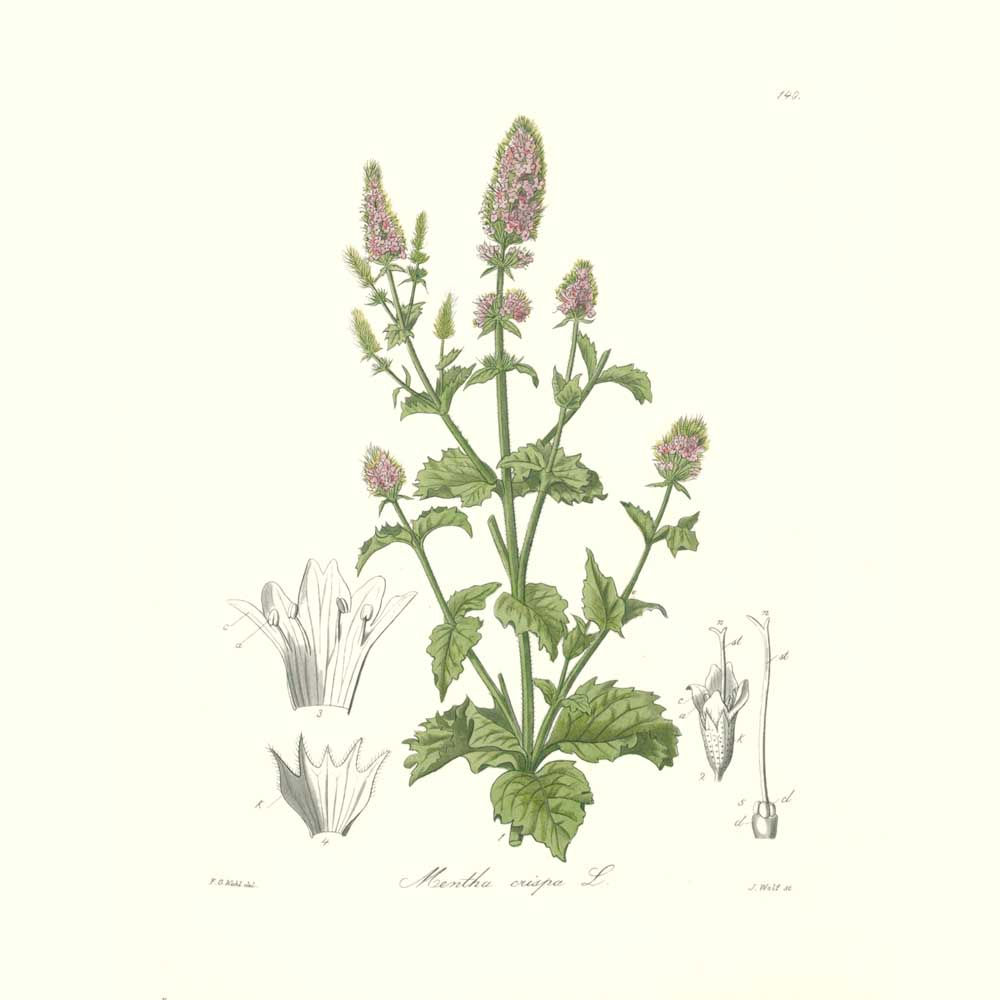 Menthe verte (ou menthe douce)