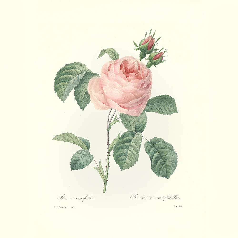 Rose centifolia absolue (rose de mai)