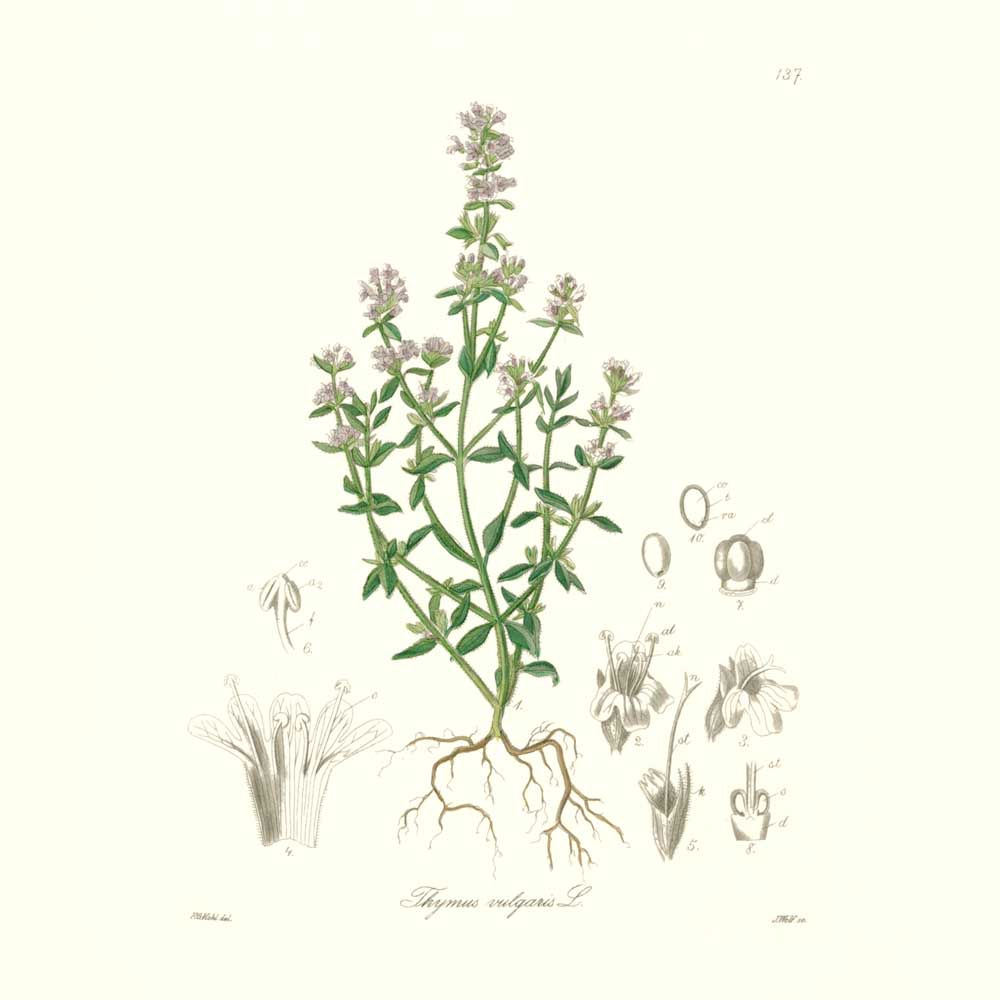 Thym à thymol-carvacrol