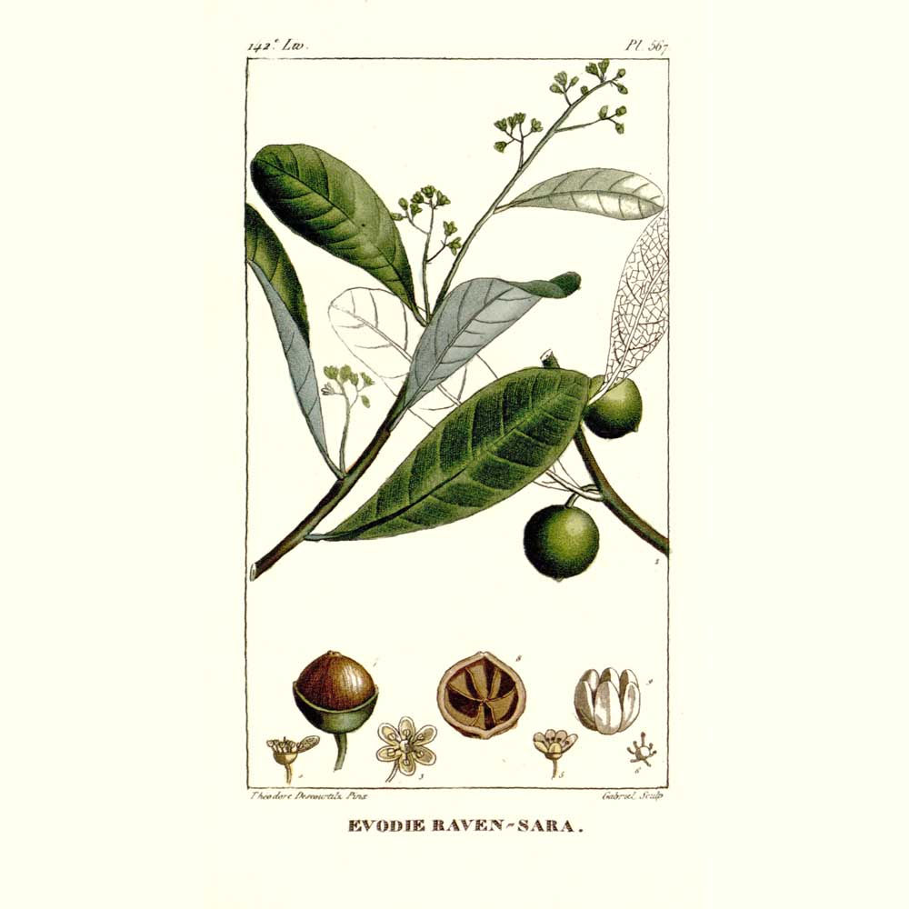 Ravensare aromatique