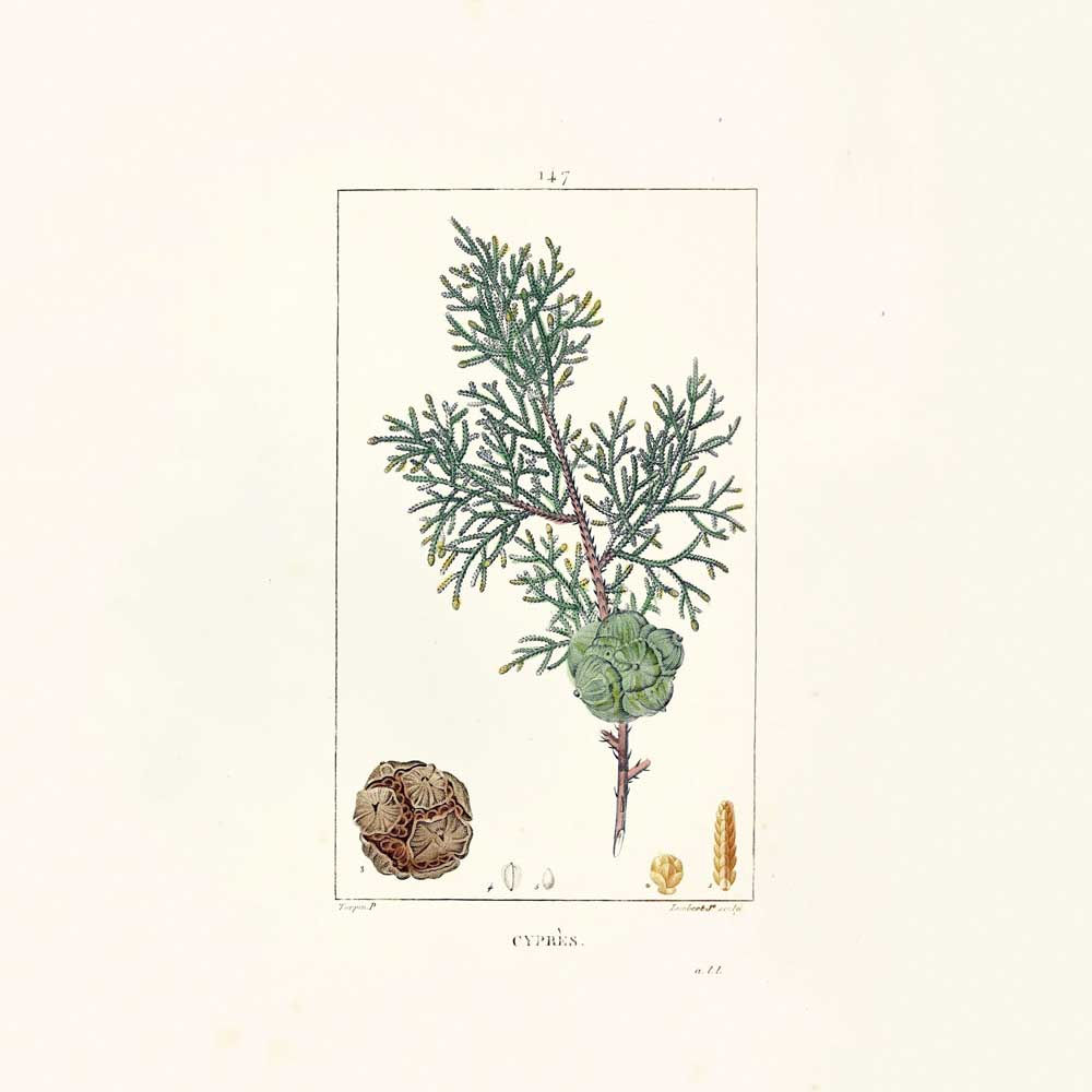 Cyprès bleu d'Australie