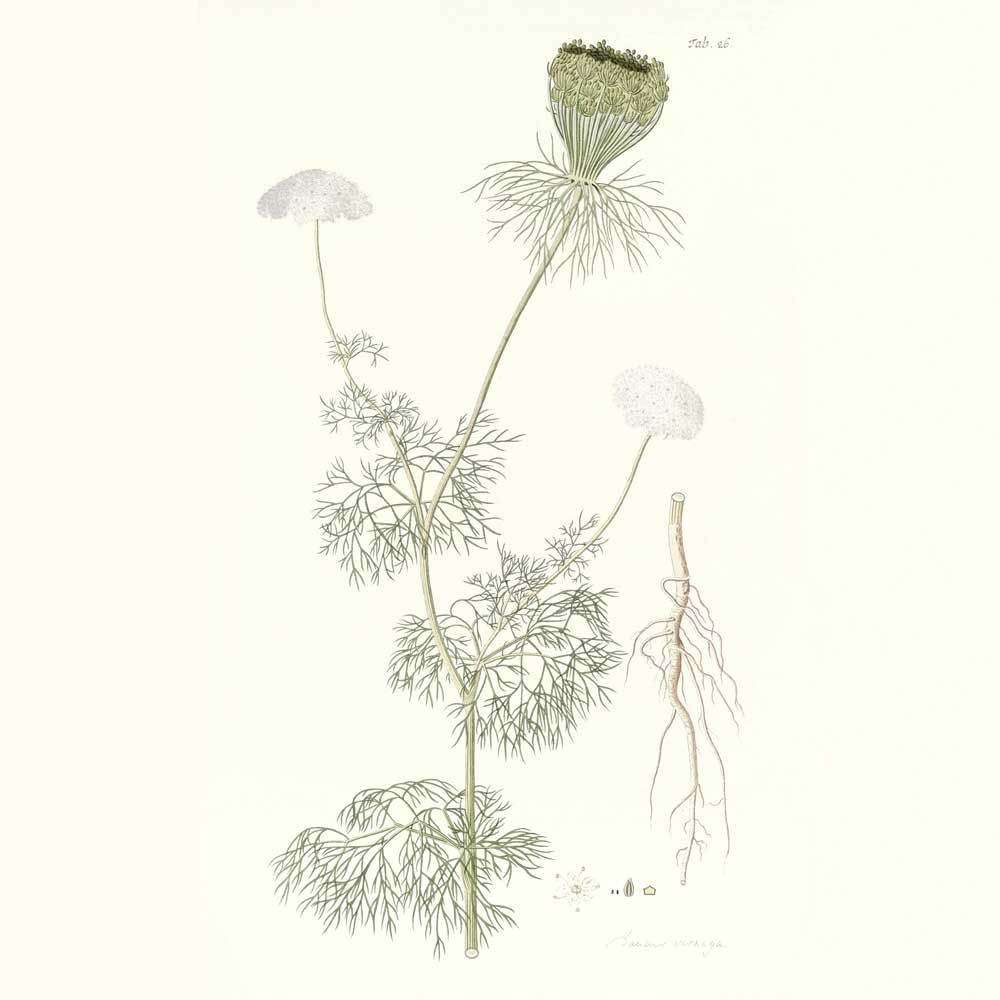 Khella ou Ammi Visnaga