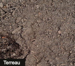 Terreau