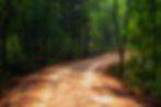 dibakar-roy-LBOqSHDzgzs-unsplash_edited.jpg