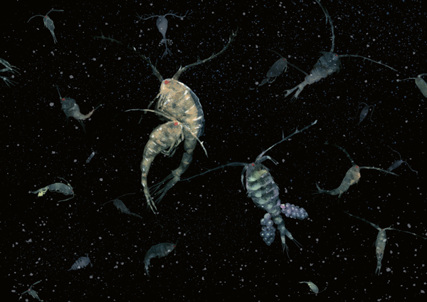 Plankton-ist-verliebt