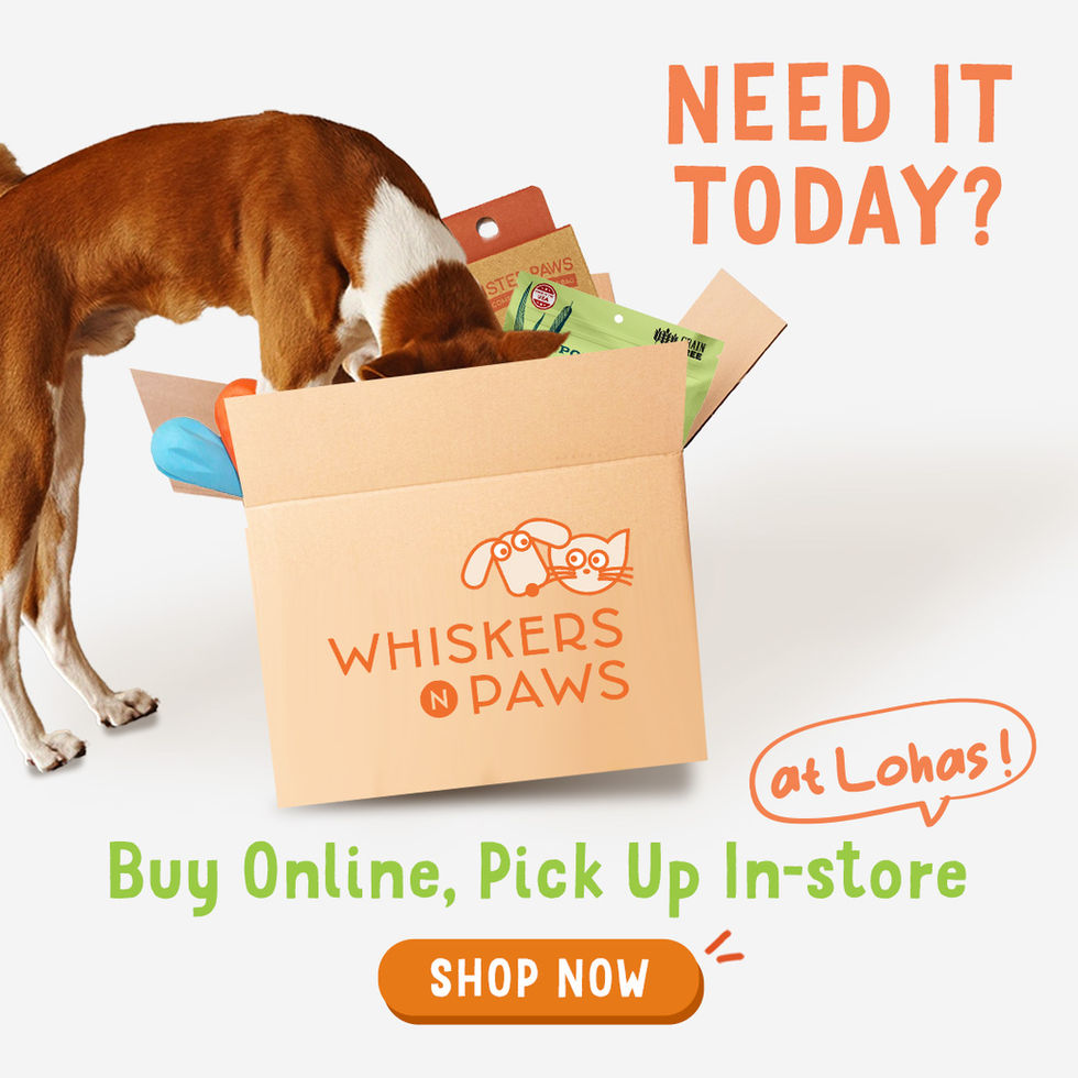 Need it Today? Buy Online, Pick Up Instore. Creative ad for Delivery