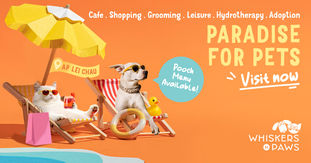 Creative Ads for Branding Example