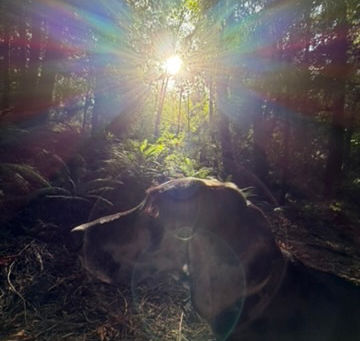 Messages From Meditation: Healing, Receiving, and Making Room for Hope