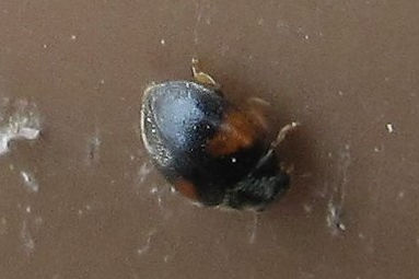thund scymnus interruptus_1596.JPG