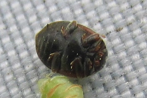 x scymnus interruptus_3580.JPG