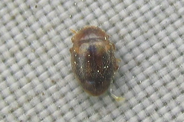 rhyzobius chrysomeloides 345.JPG
