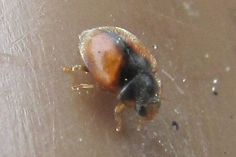 thund scymnus interruptus_1614.JPG