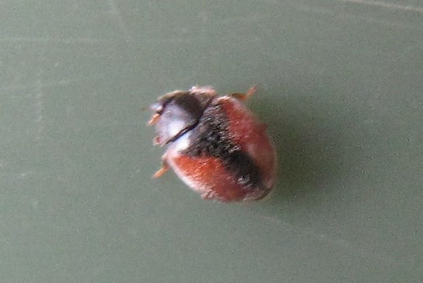 nazeing scymnus interruptus 465.JPG