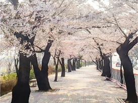 ‘코로나’ 좋은 핑계