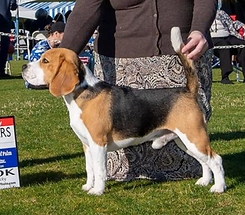 Zahara's Starry Night