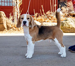 Celtic Rose Finnegan Begin Again