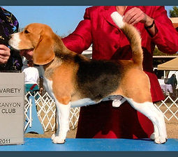 Desperado's Nacho Only Trouble