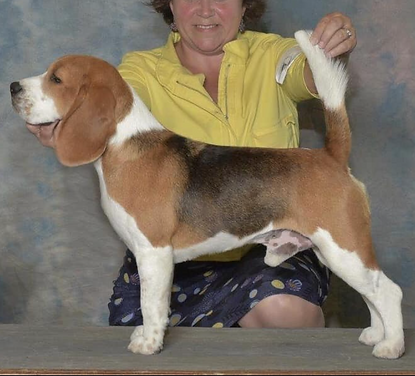 Beagle Profile