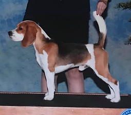 T N C Rolling Thunder