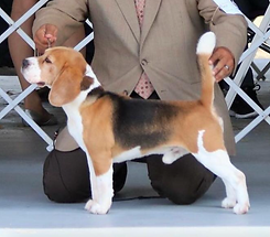 Lokavi's Rookie Of The Year