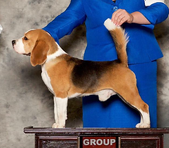 WolfRun Sam I Am A Blueprint