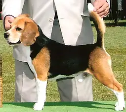 Alamo's Ace of Spades