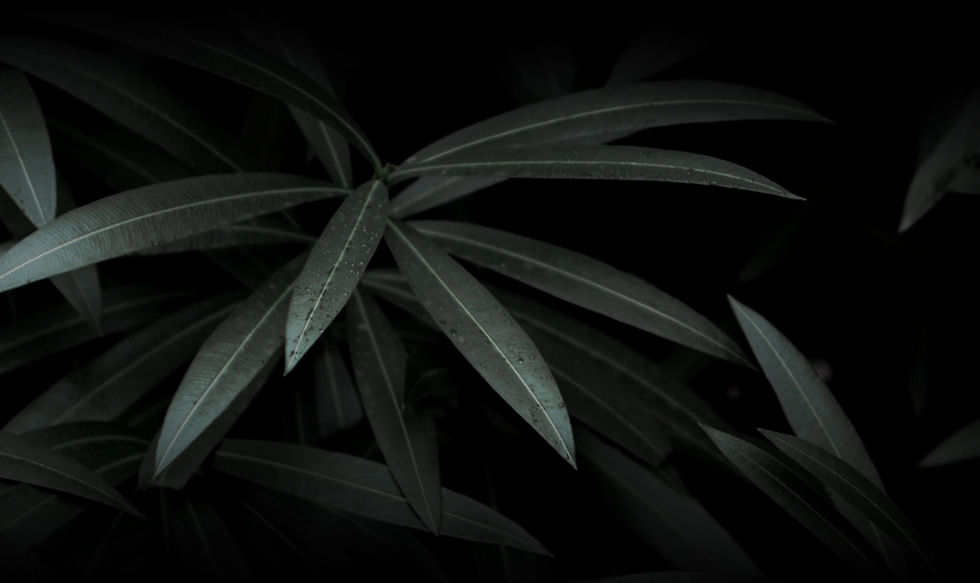Dramatic Leaves