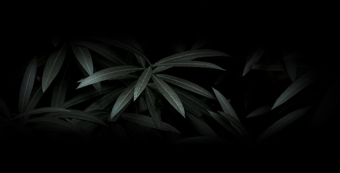 Dramatic Leaves