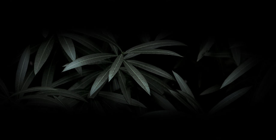 Dark Foliage Closeup