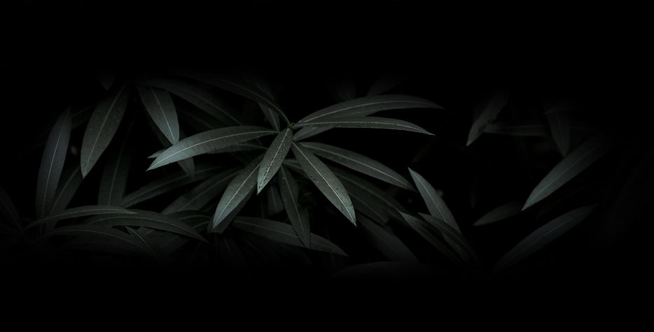Dark Foliage Closeup