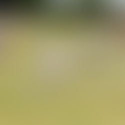 Prince's Mead Sports Day 