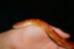 A snake gently exploring a hand