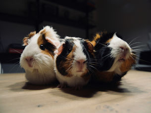 Essential Guide to Guinea Pig Care