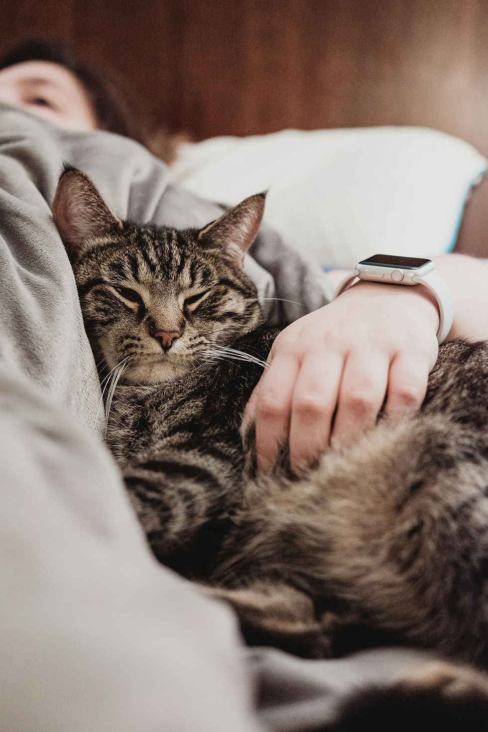 Tabby cat curled up in his owners arms relaxing