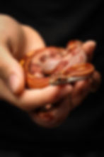 Baby corn snake being handled very gently