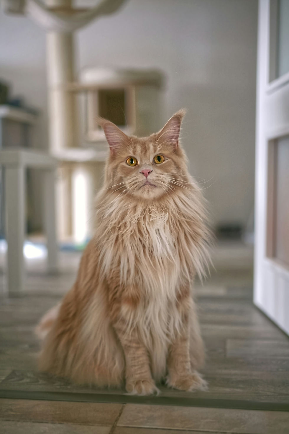 Beautiful gentle ginger giant, the maine coon