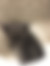 ücretsiz kedi sahiplendirme ilanları arasında üçüncü sıradaki ikon