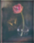 The Tulip & The Butterfly