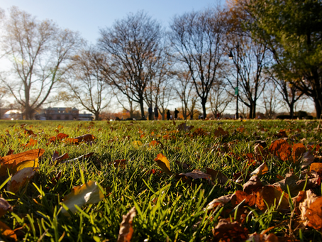 What Is Your Yard Trying to Tell You This Fall