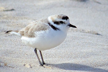 Snowy plover. Photo by Albert Herring / USFWS.